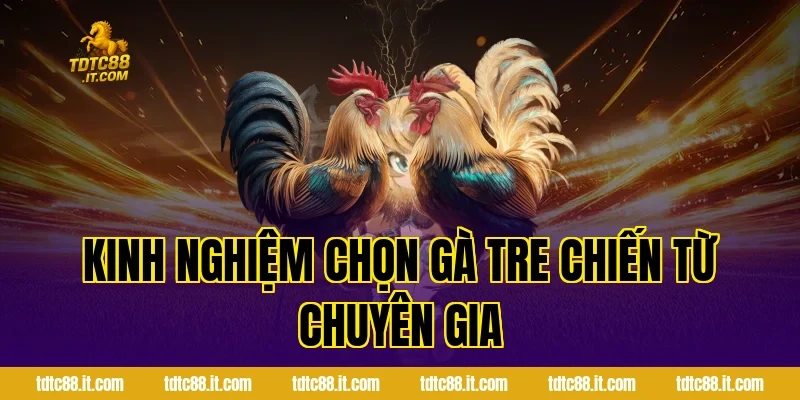 Kinh Nghiệm Chọn Gà Tre Chiến Từ Chuyên Gia