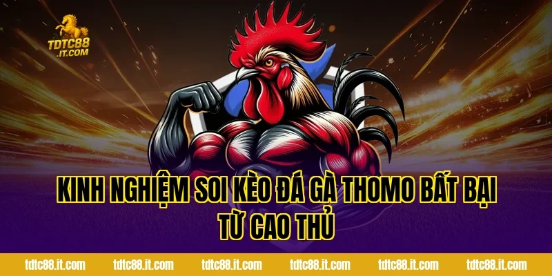 Kinh nghiệm soi kèo đá gà Thomo bất bại từ cao thủ