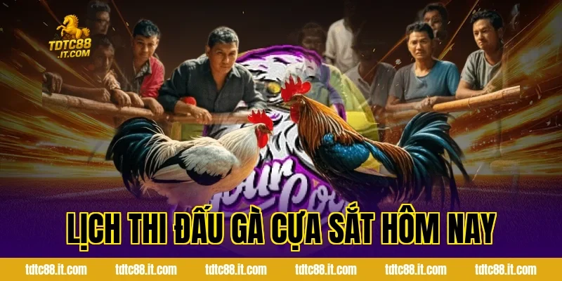 Lịch Thi Đấu Gà Cựa Sắt Hôm Nay