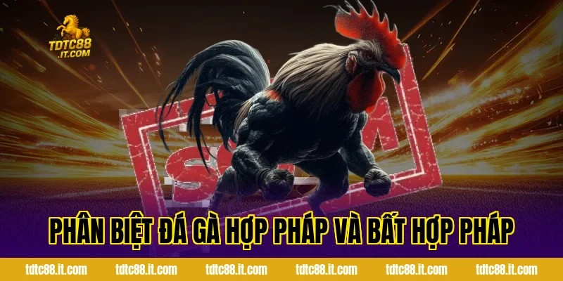 Phân biệt đá gà hợp pháp và bất hợp pháp